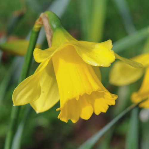 Daffodil Bulbs - King Alfred